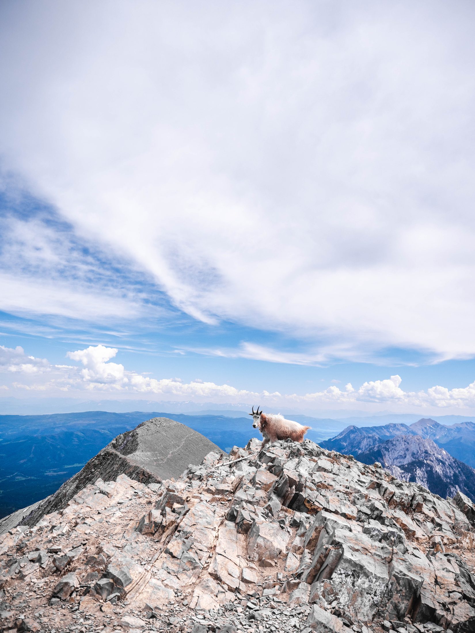 Mountain goat on a summit ridge
